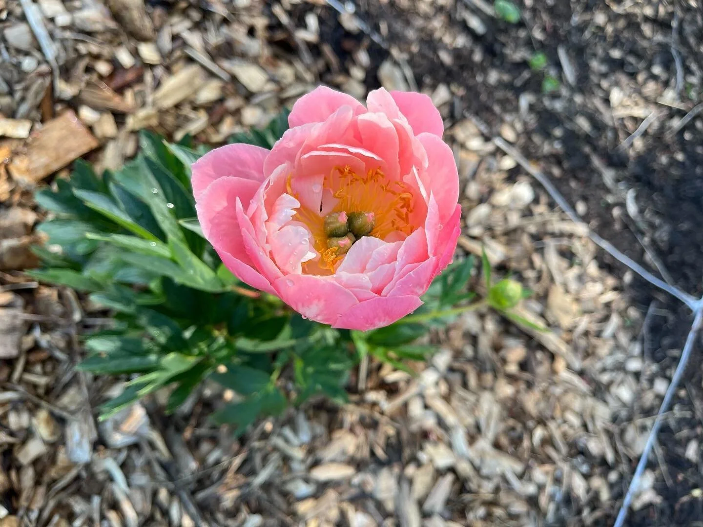 Beautification is an integral part of the work we are doing here in Franklinton, with thanks to supporters like the National Garden Clubs @nationalgarden and Common Ground Collaborative @commongroundcollaborative
We strike a balance between enhancing