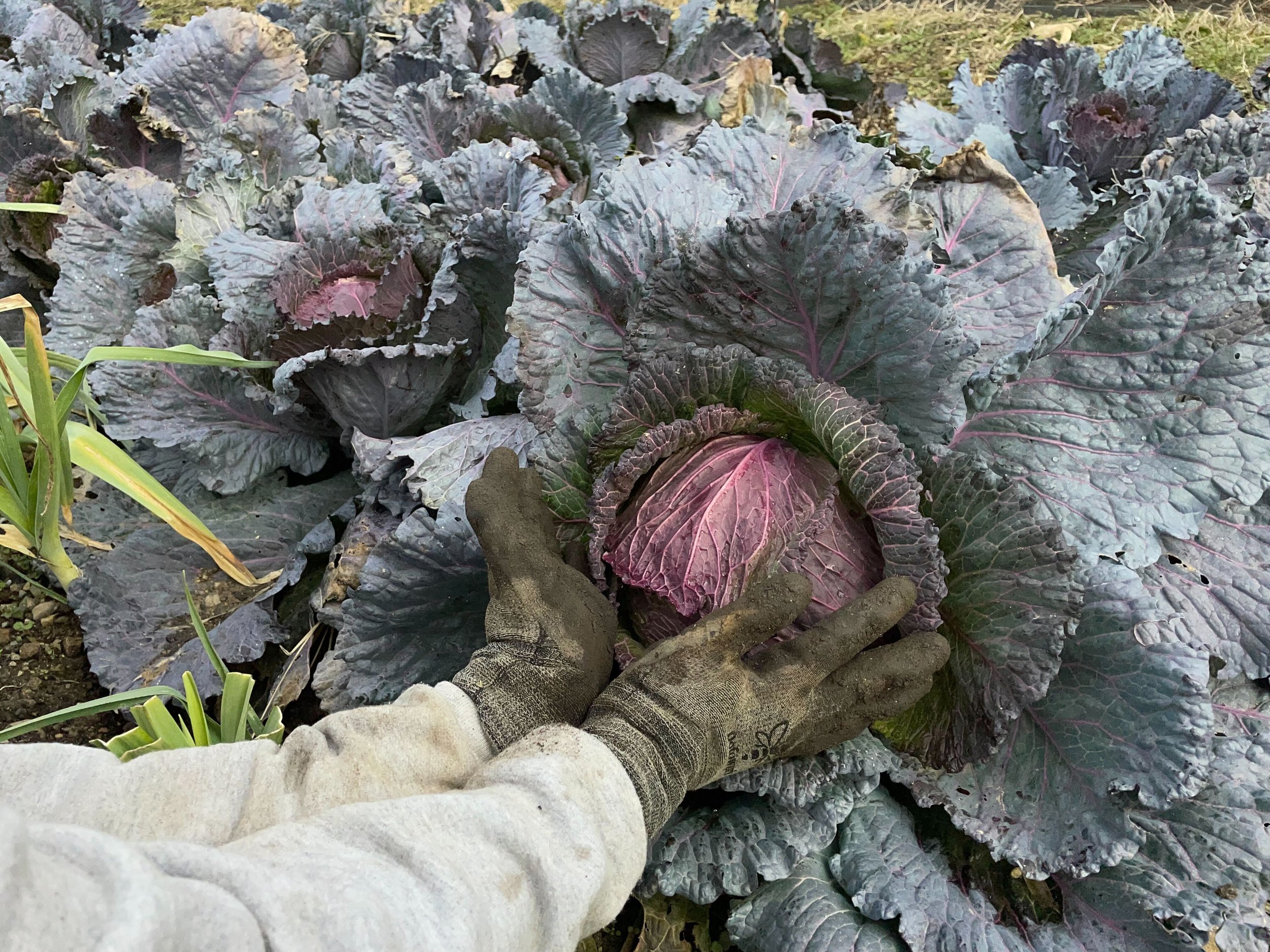 Franklinton Farms volunteer picking a red cabbage