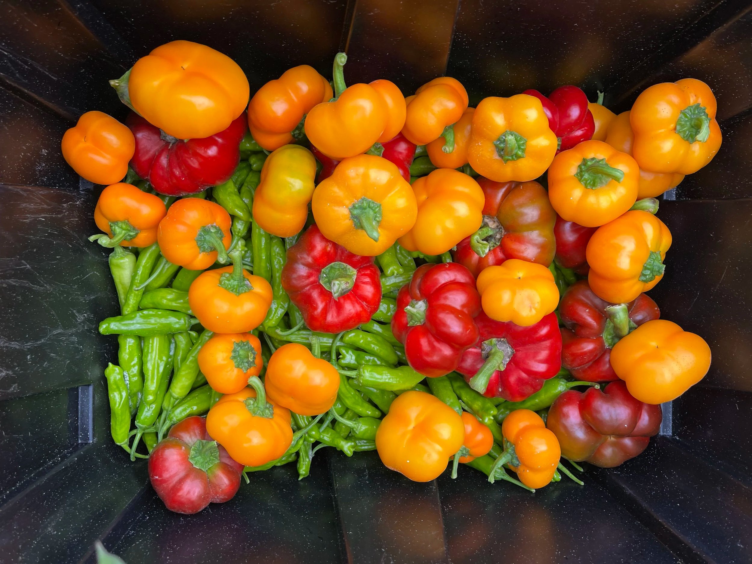 Freshly harvested peppers and okra from Franklinton Farms.