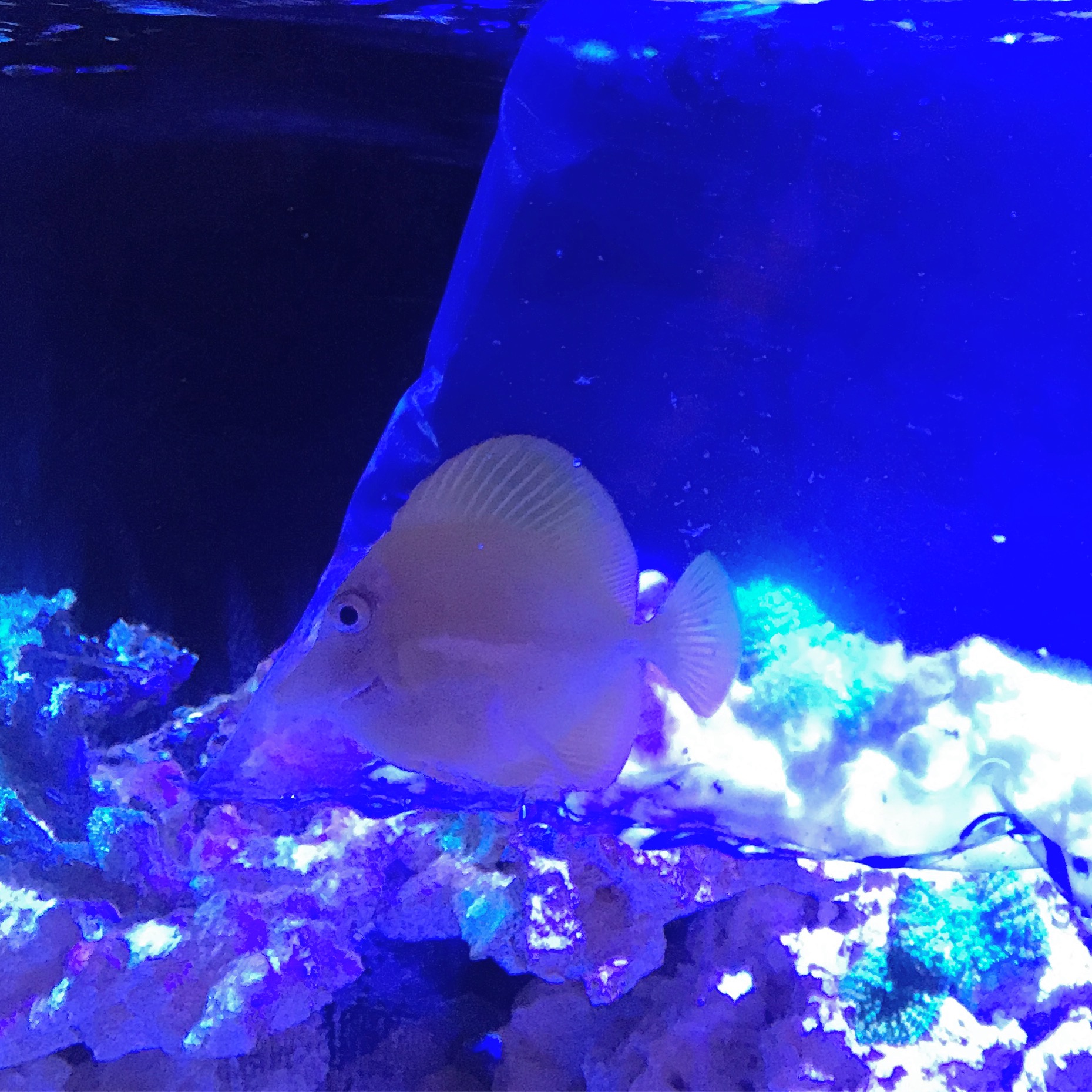 Captive Bred Tang, Amelia 