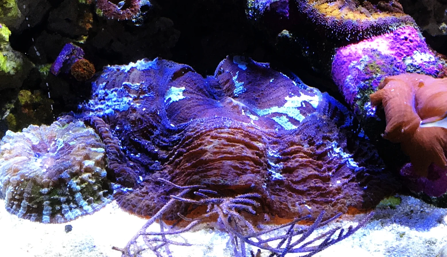 Introduction of the Purple Monster, Clam Woes and Happy 2018