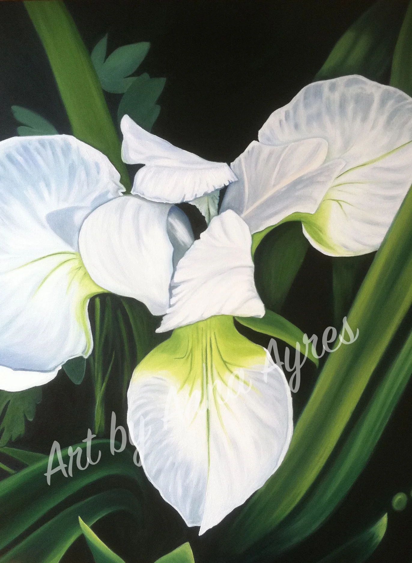White Iris - 28x22” Oil on Canvas. Prints available here: https://www.artbyannaayres.com/print-shop/