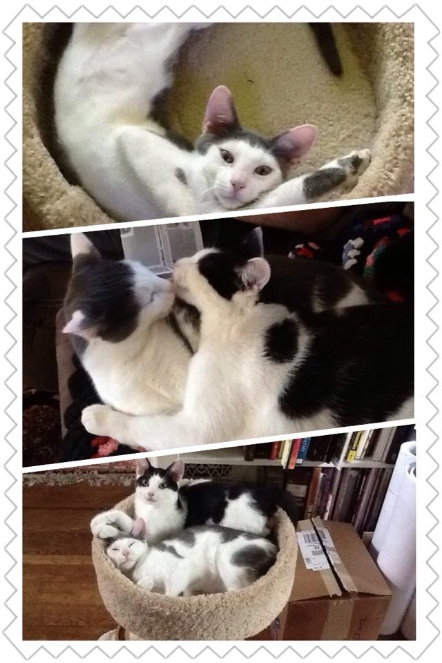 Are these the CUTEST Kitty pics or what ??? AND YES THEY KISS !!