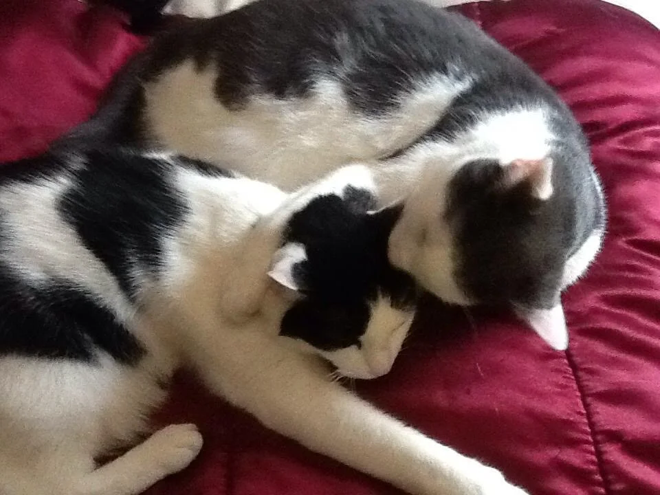 Cassie's Arm Around her Sister