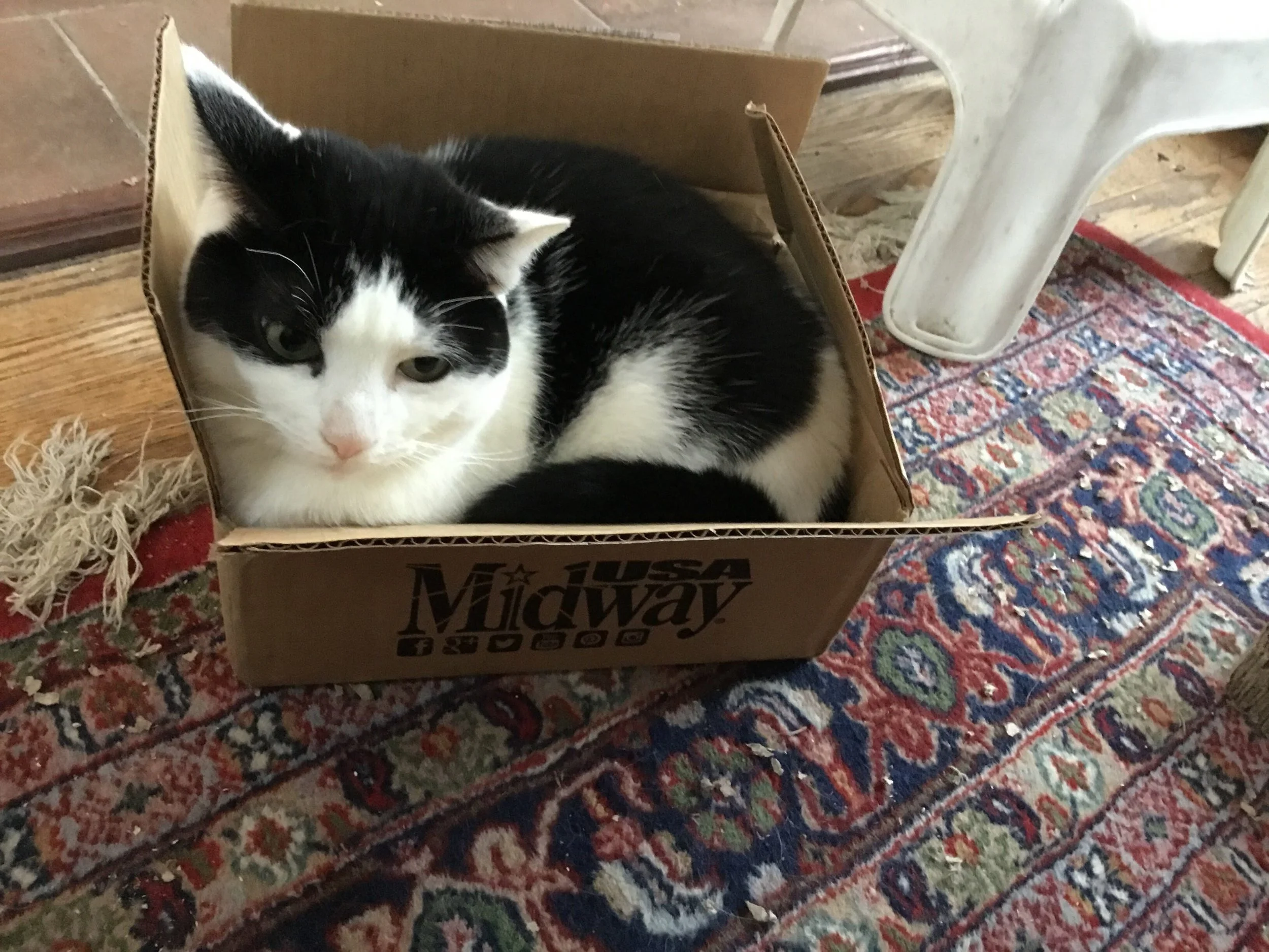 Maggie Moo fits perfectly inside this box.....