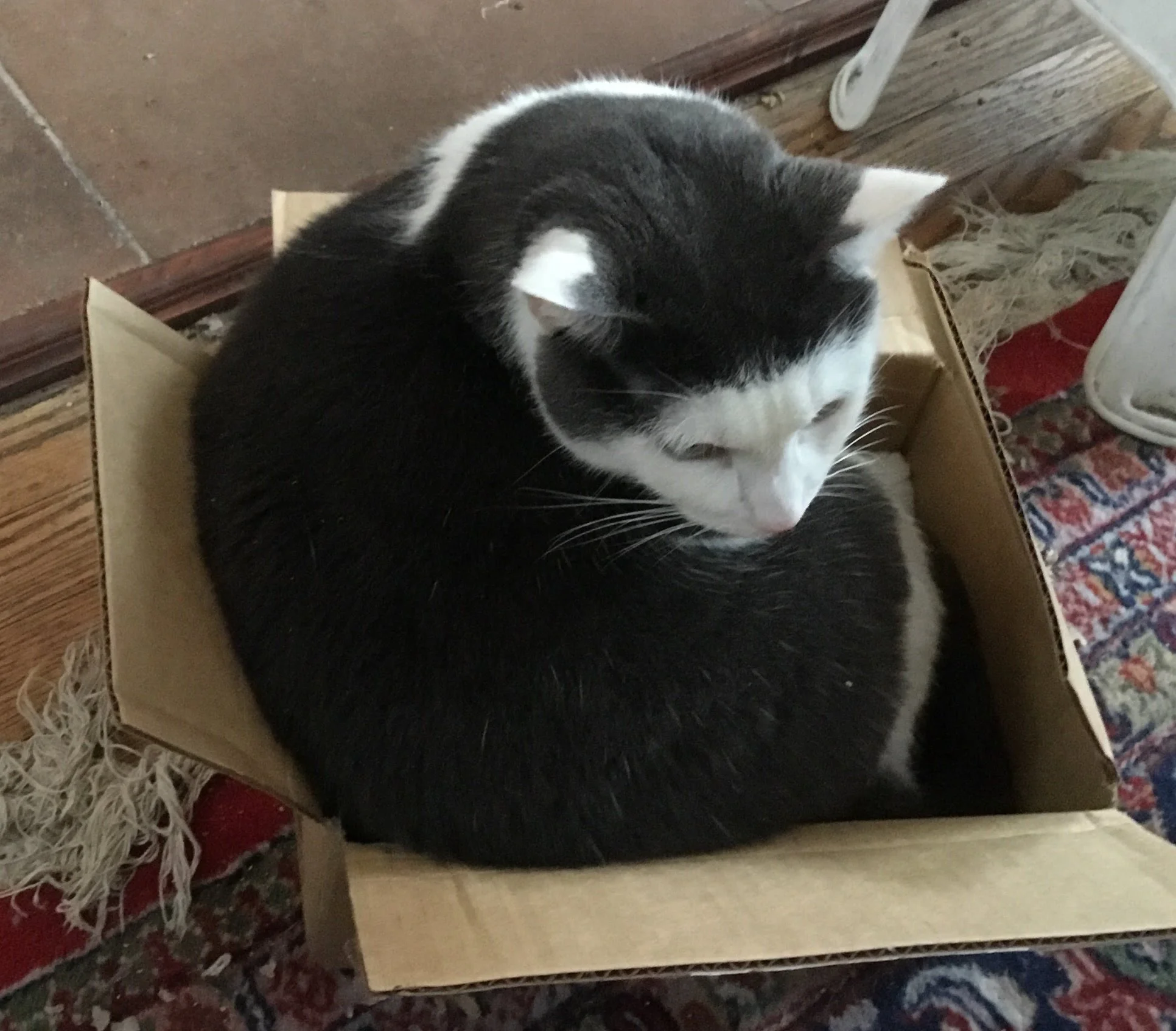 Same box......BUT Cassie cannot fit in it all the way.....but there's no stopping her trying to anyway.......if her sister did it....so will she !!