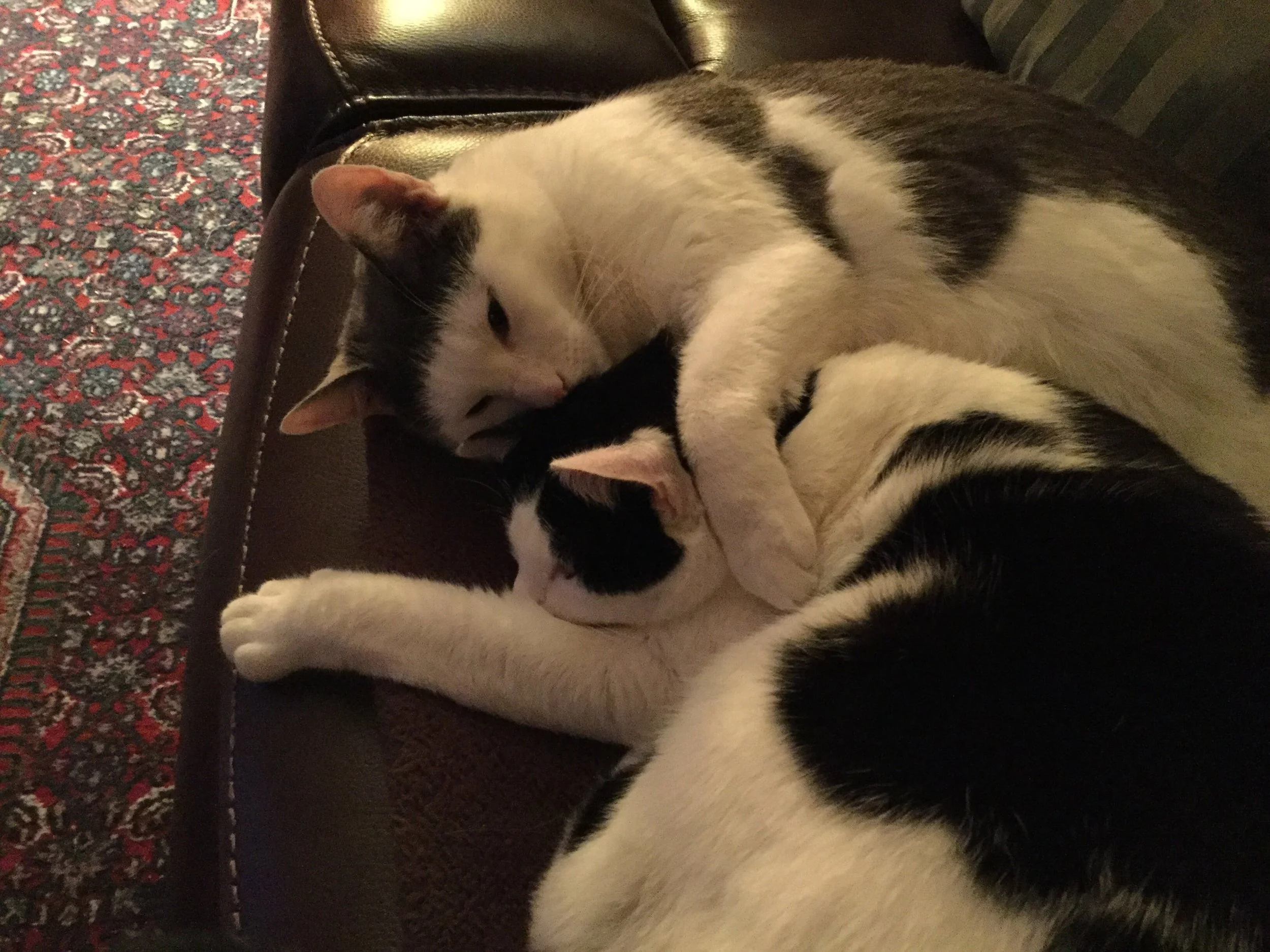 CATS arm around 2 .jpeg