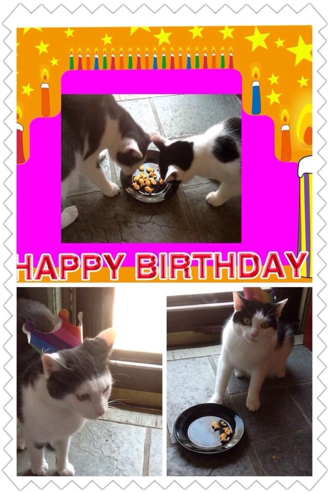 They are 5 years old TODAY !!