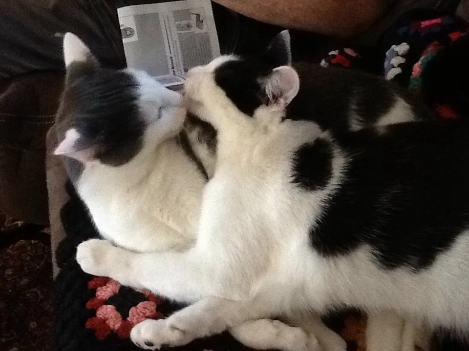 Day 9- Blog Along Challenge- CRAZY Cat Antics and Happy Birthday !