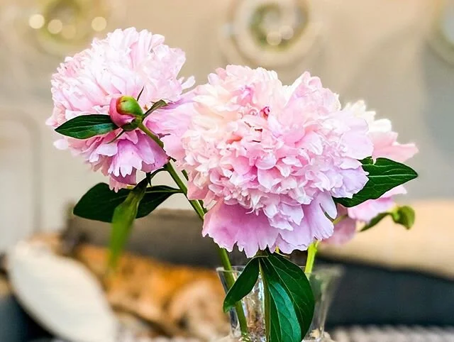 A moment of appreciation for mom&rsquo;s peonies... Just picked what will probably be the last one of the season and it&rsquo;s giving me the feels. Nothing like a pandemic to make you really stop and appreciate the little things (like ginormous flow