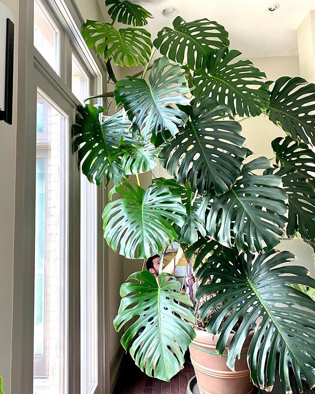 Not to brag but I&rsquo;ve been watering this #monstera since we got to Arkansas and all these brighter green leaves on the left side are new 🌱🌱🌱 💁🏽&zwj;♀️💁🏽&zwj;♀️💁🏽&zwj;♀️