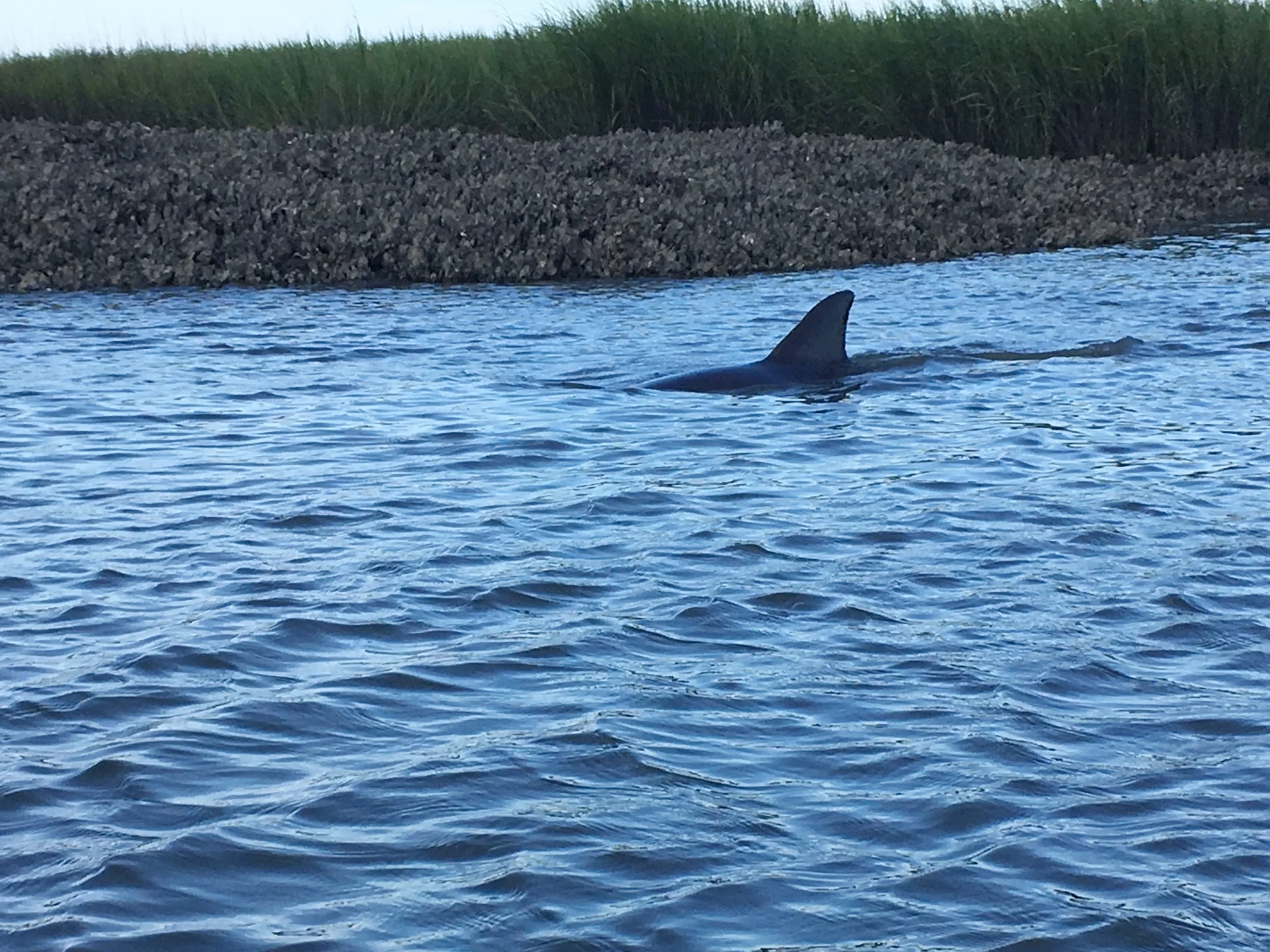 Kayak with Dolphin in Broad Creek