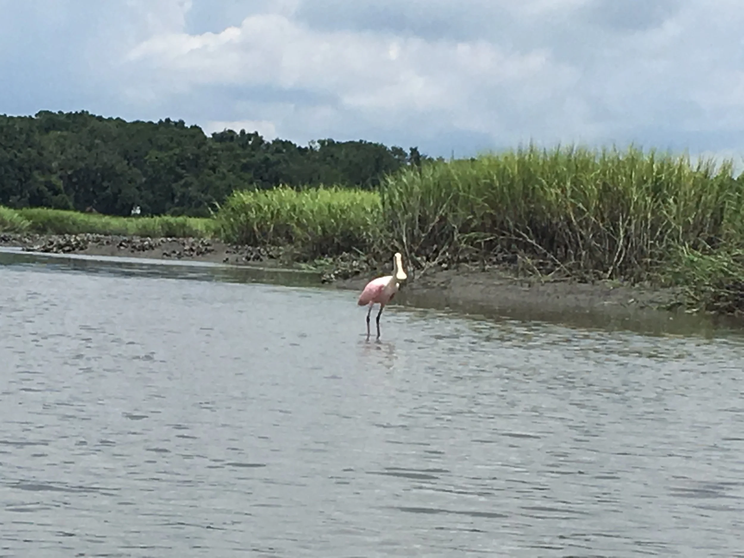 Roseate Spoonbill scenary