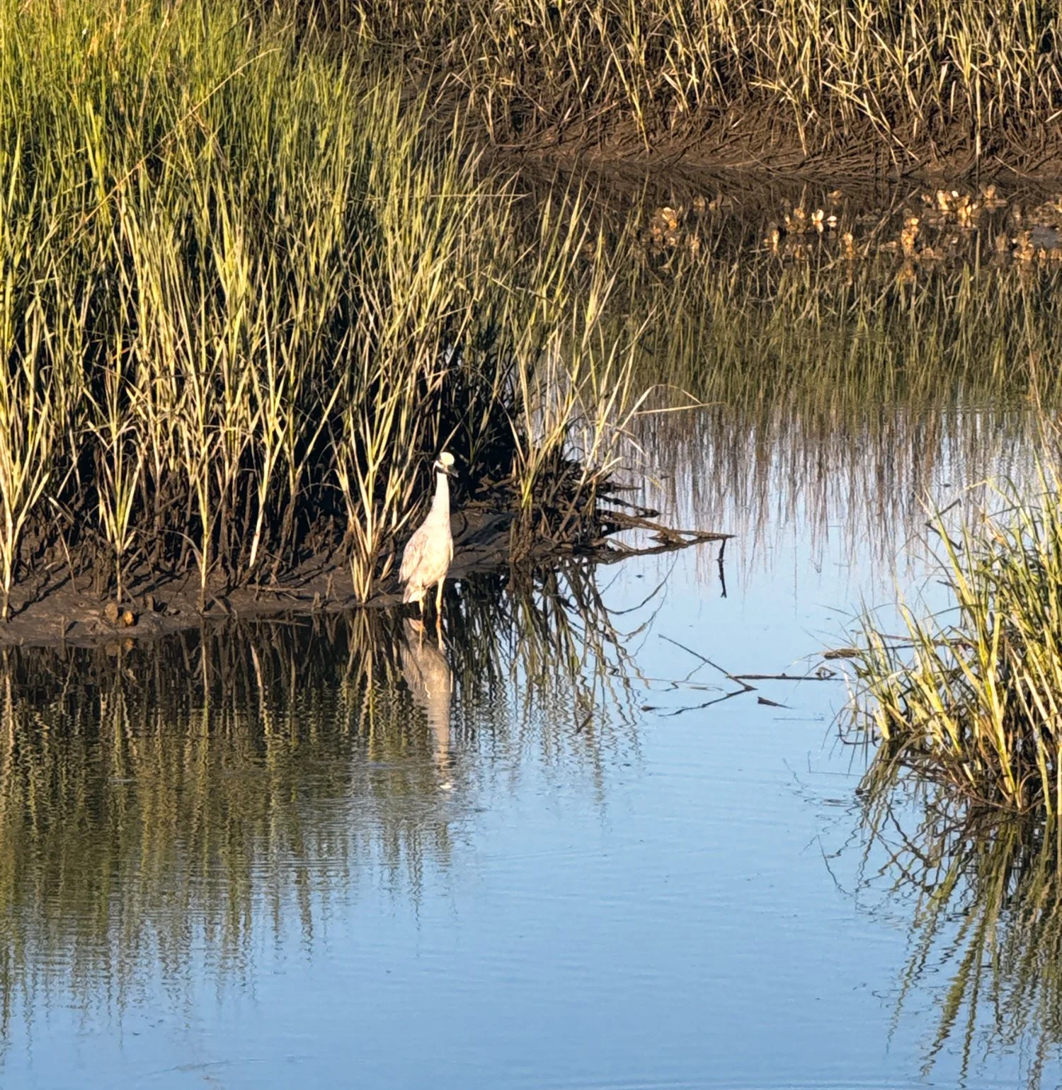 bird-warer.jpg