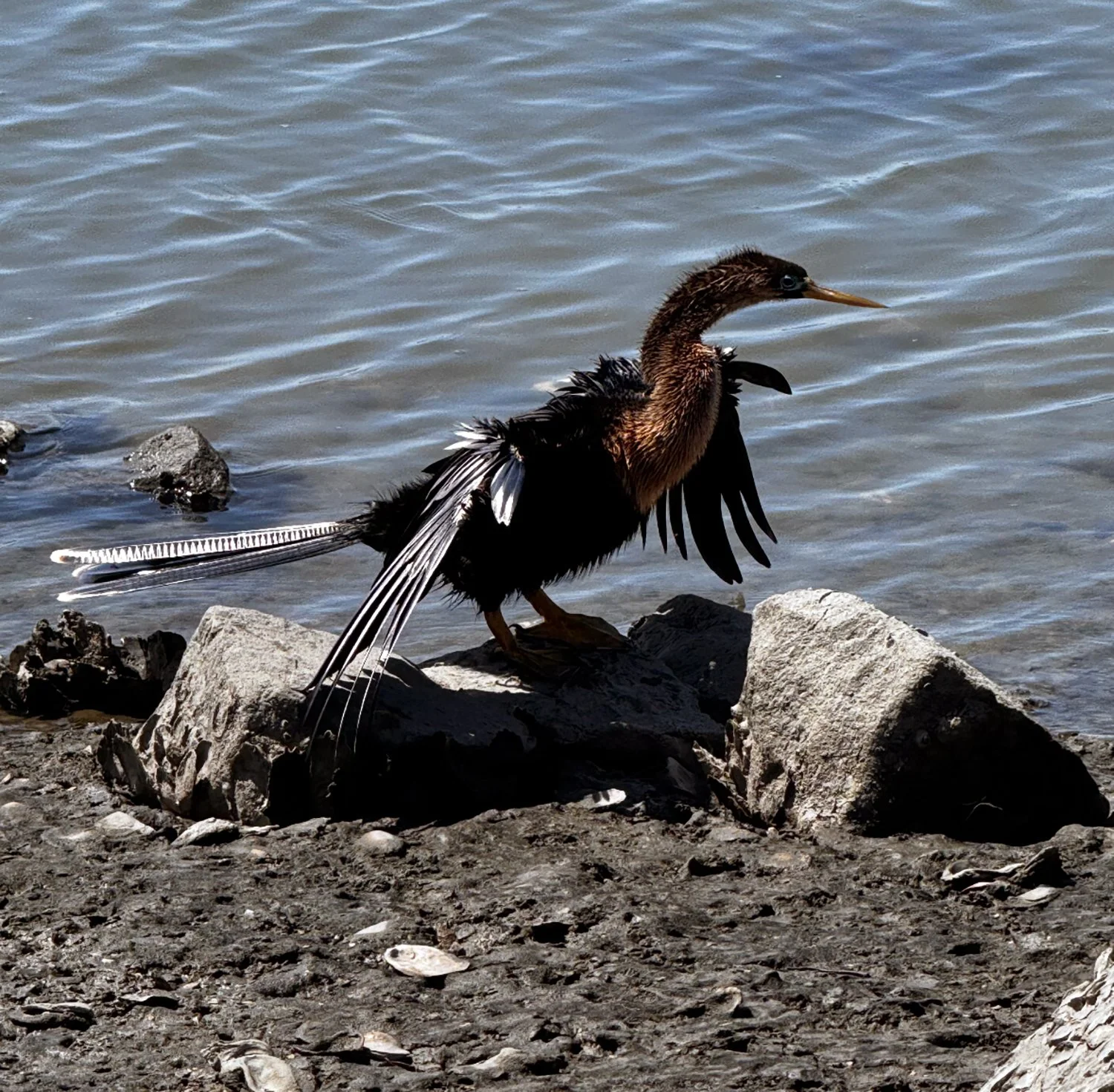 black-bird.jpg
