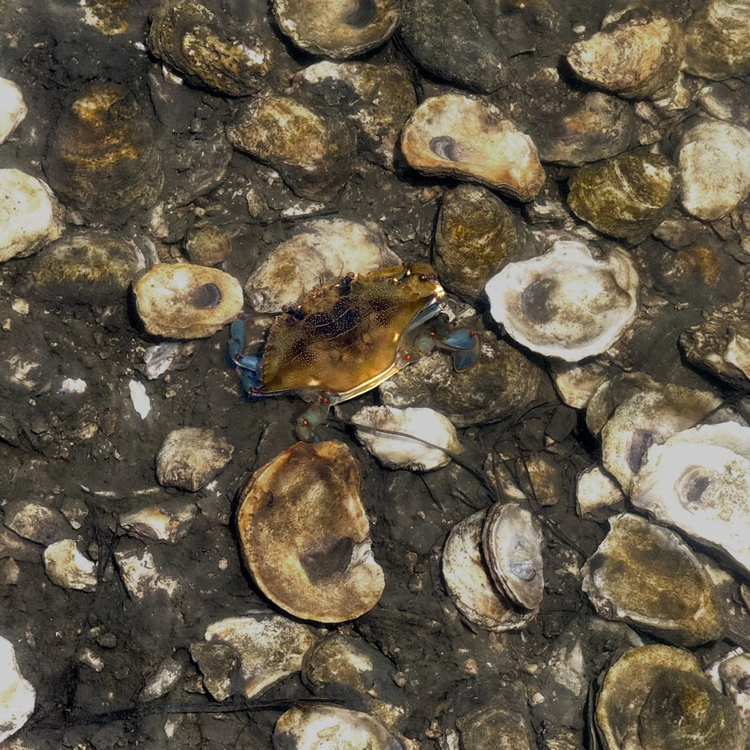 bluecrab.jpg