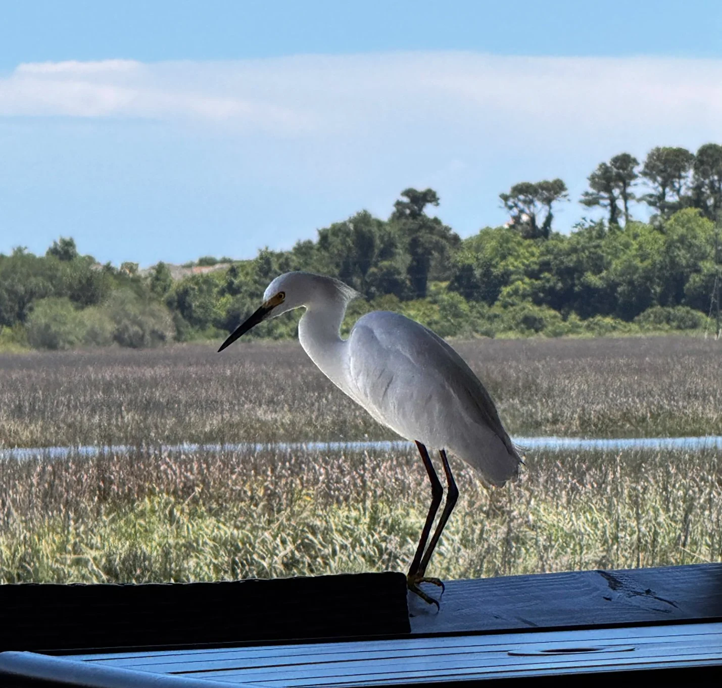 Egret.jpg
