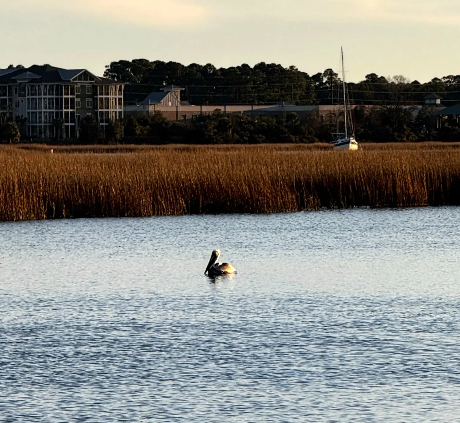 pelican.jpg