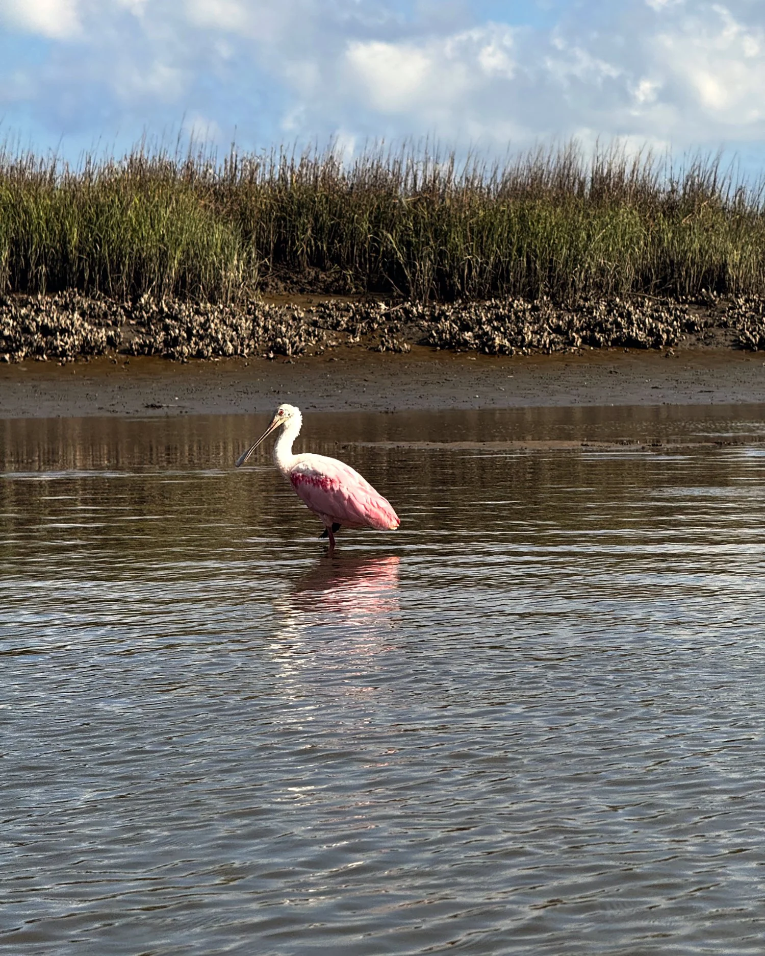 pink-pelican.jpg