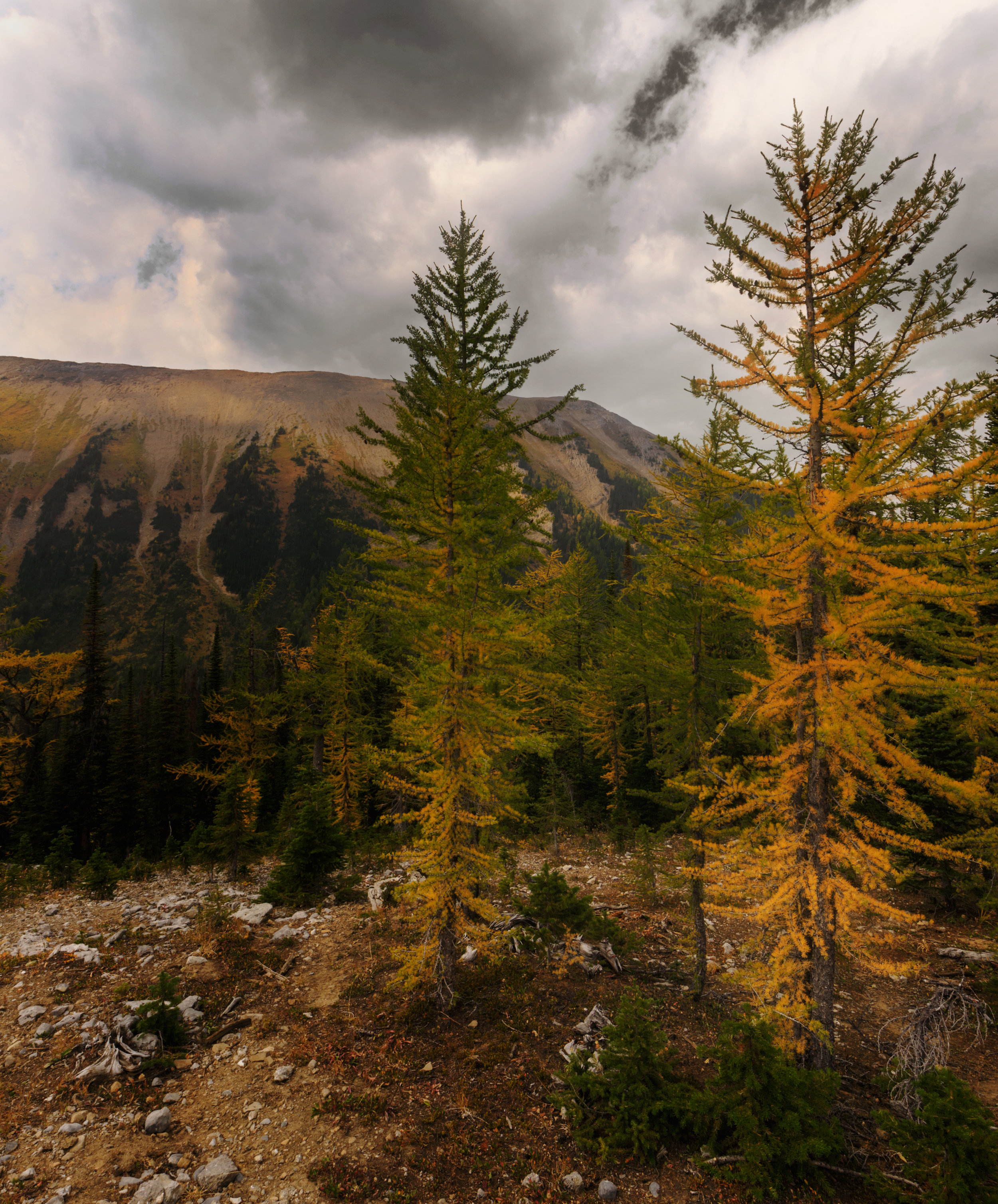 Larch Kananaskis