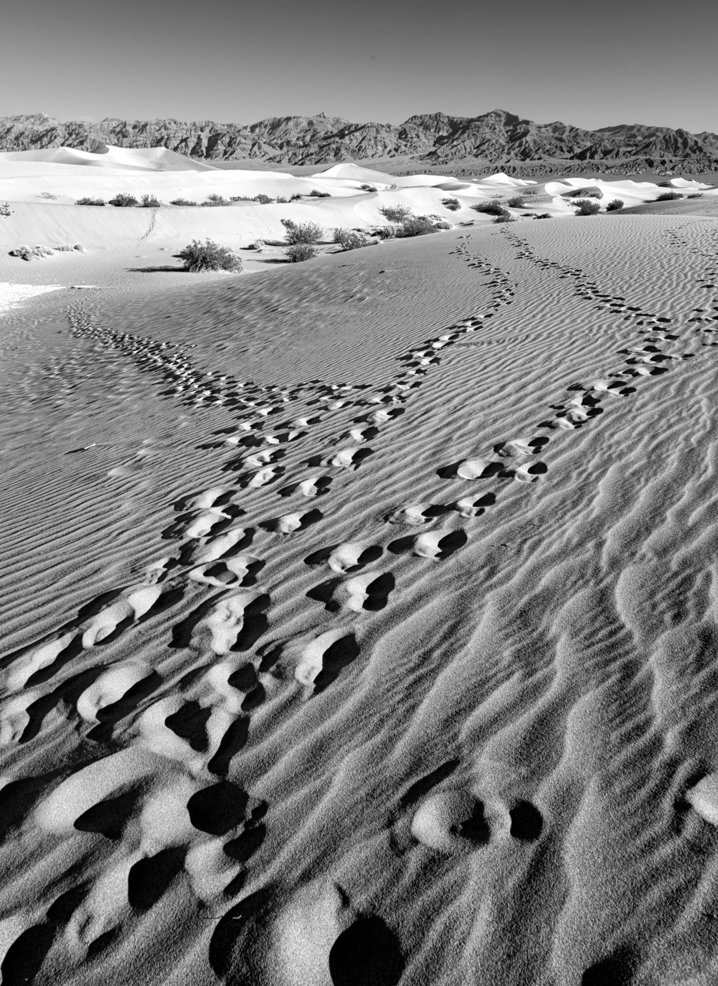  Sand Dune trails