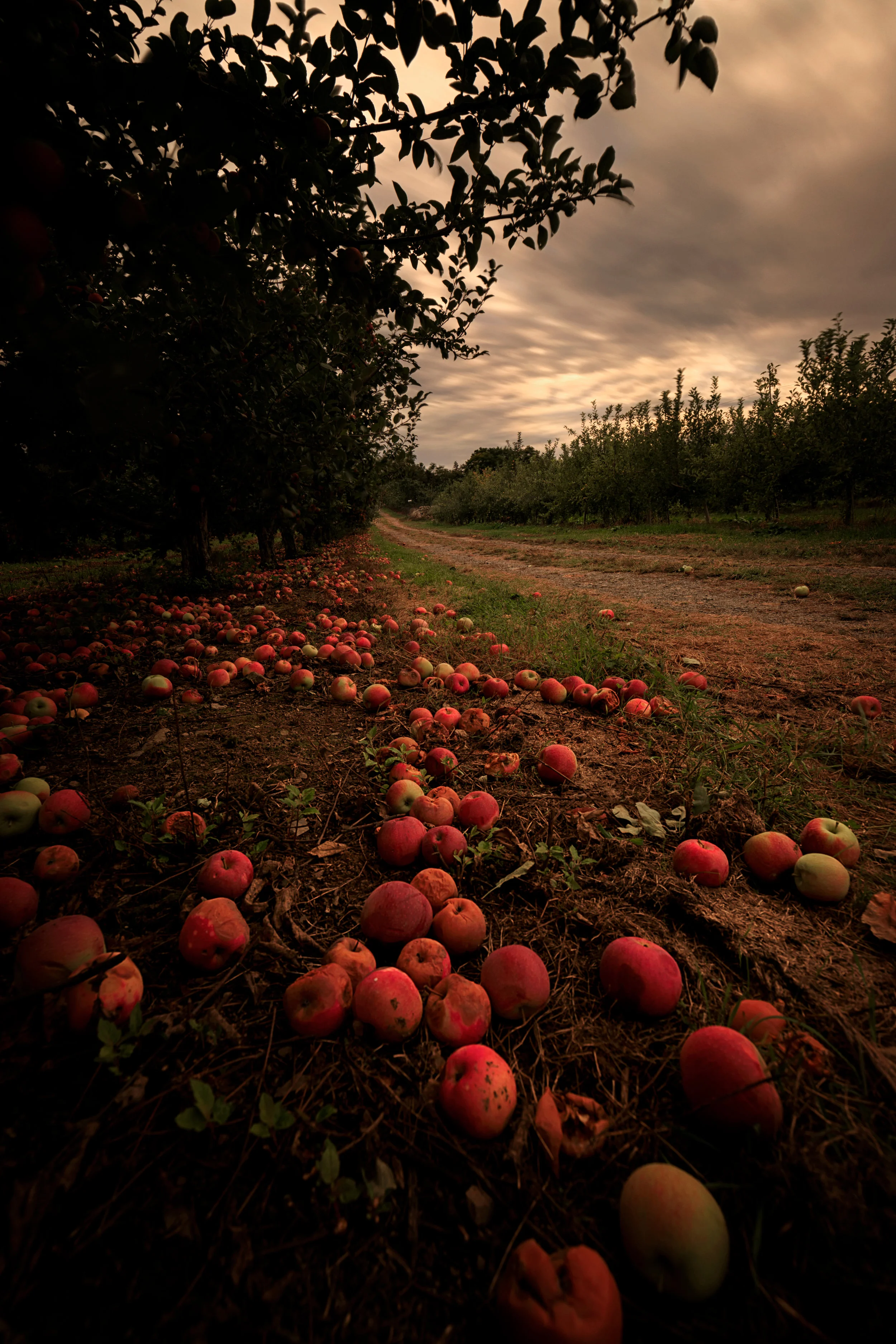 Wilklow Orchard