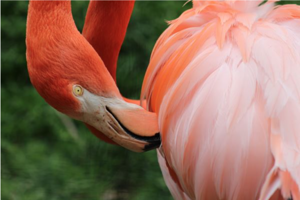 Jacksonville Zoo and Gardens