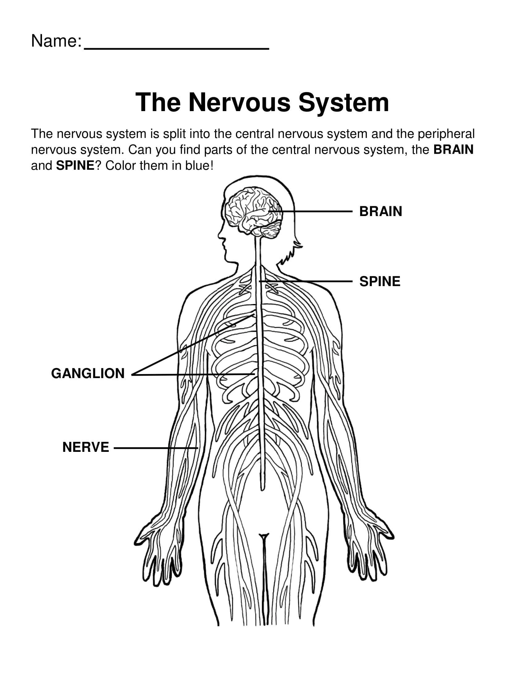 The Nervous System