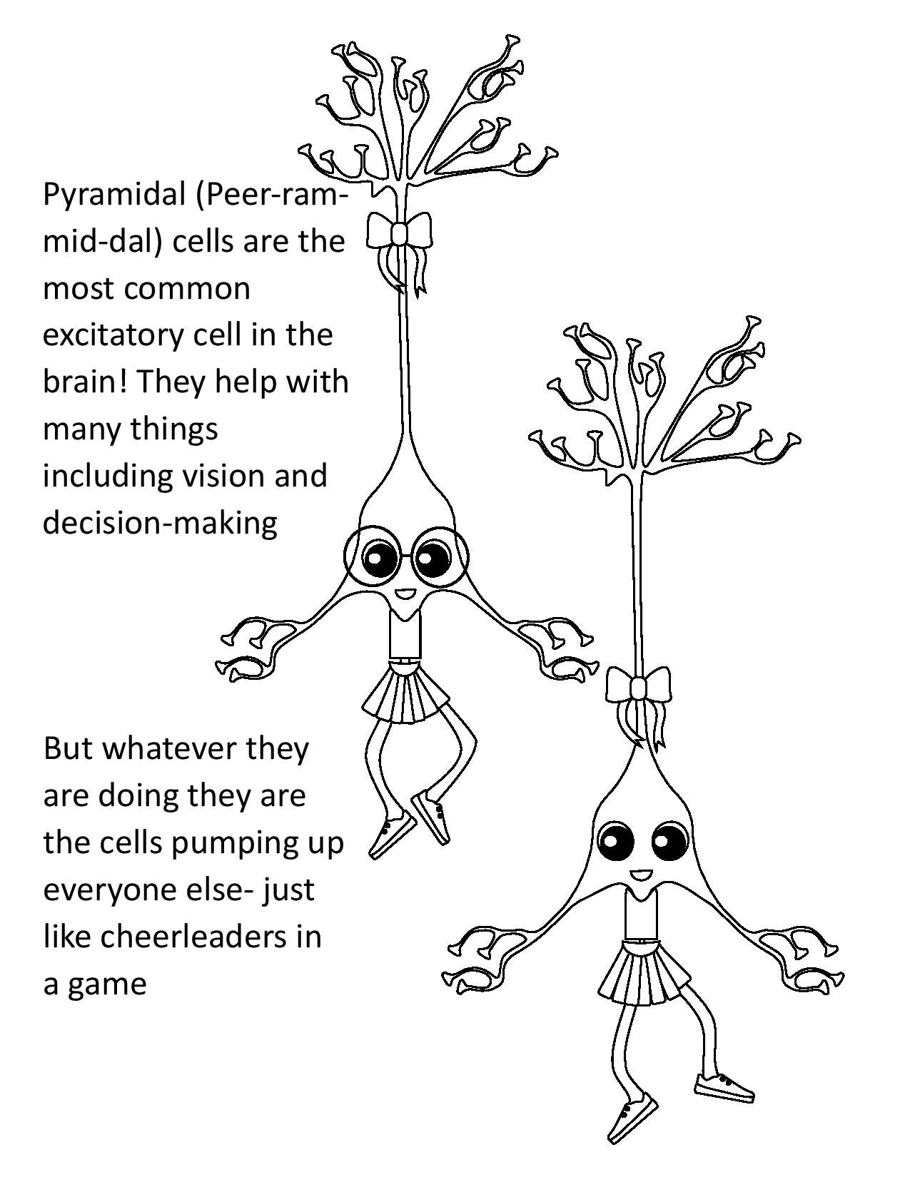 Pyramidal Cells