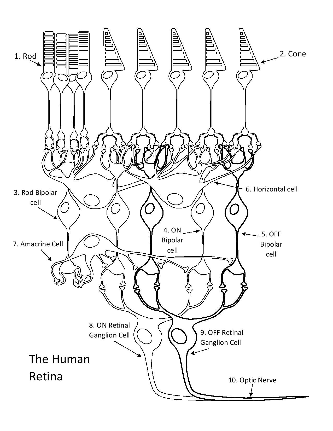 The Human Retina