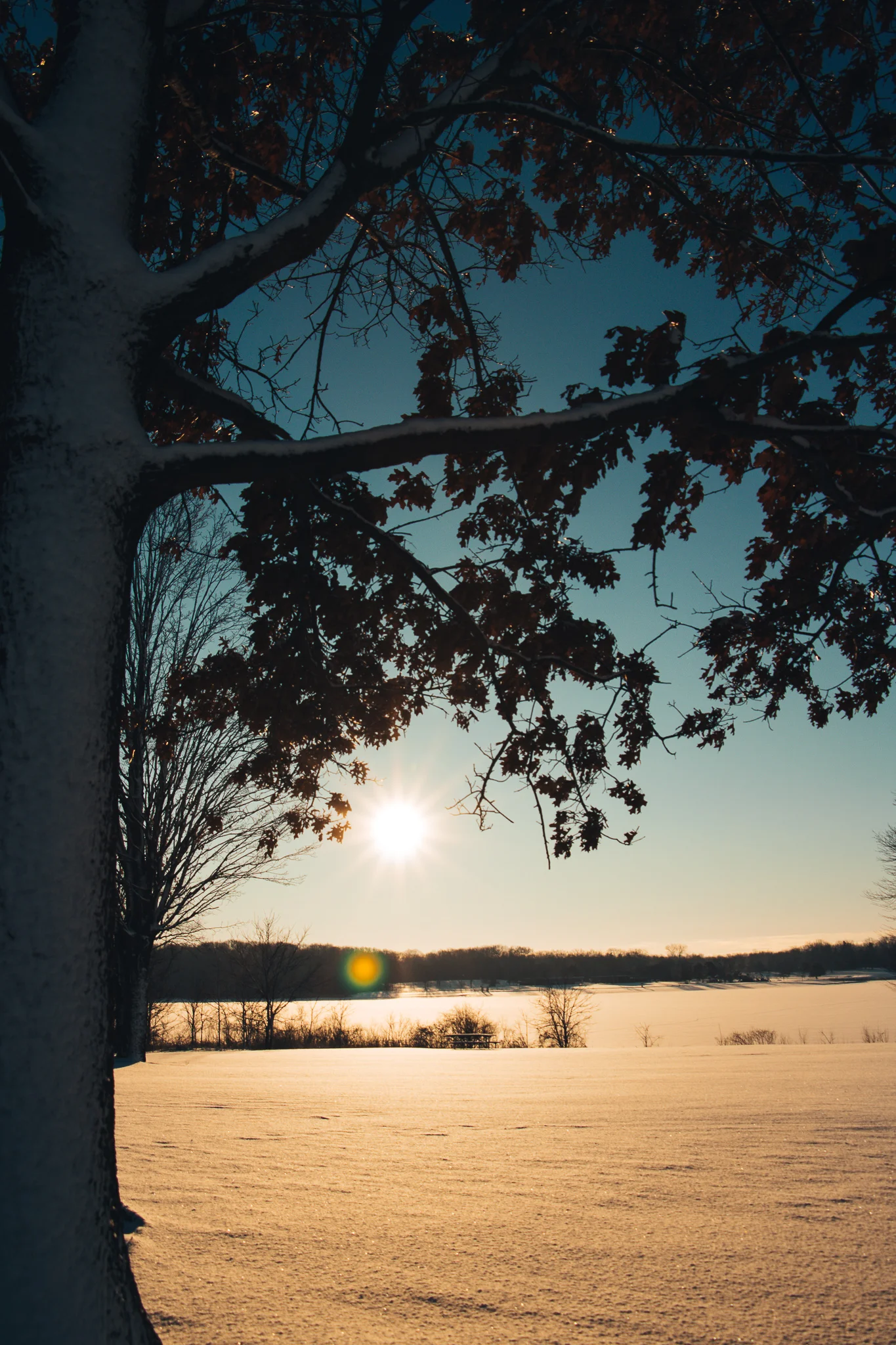 Stony Creek Metro Park tree.jpg