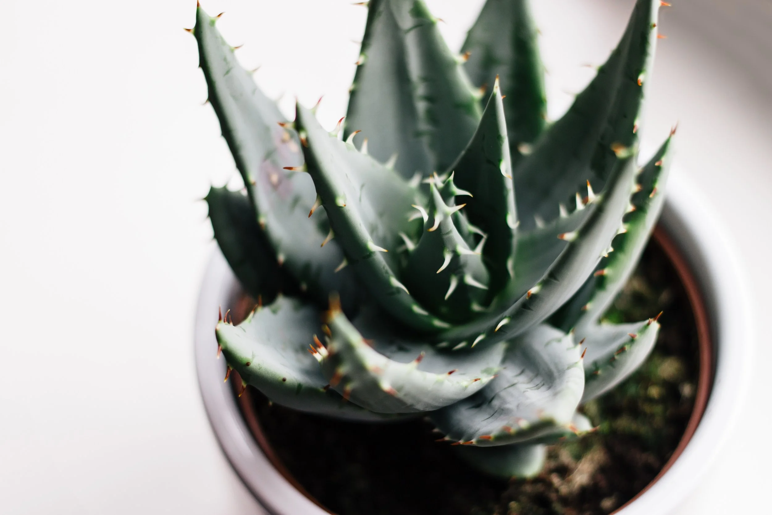 alex-holyoake-451986-unsplash.jpg