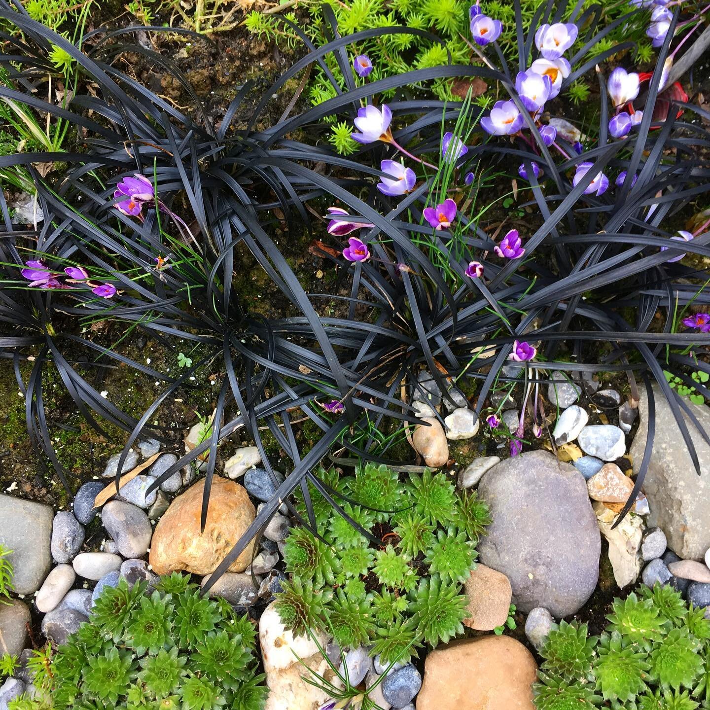 Nuestro jardín comienza a reflejarse con la llegada del invierno. En febrero de marzo, los azafranes y las percas. Y pronto saldrán los tulipanes.

Dedicatoria especial a @marierenoofficiel que ha hecho las flores.