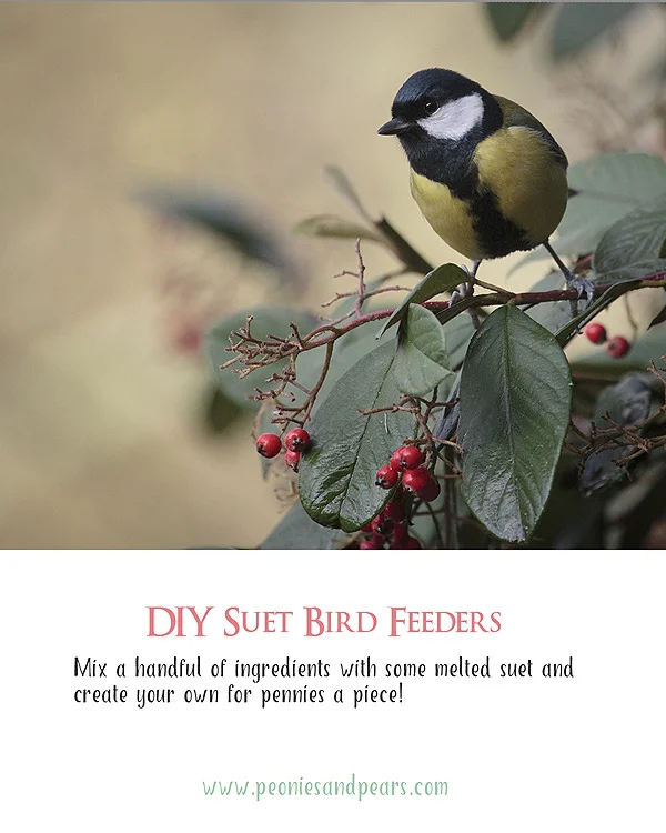 Baby It's Cold Out There! - Easy DIY Suet Feeder Recipe