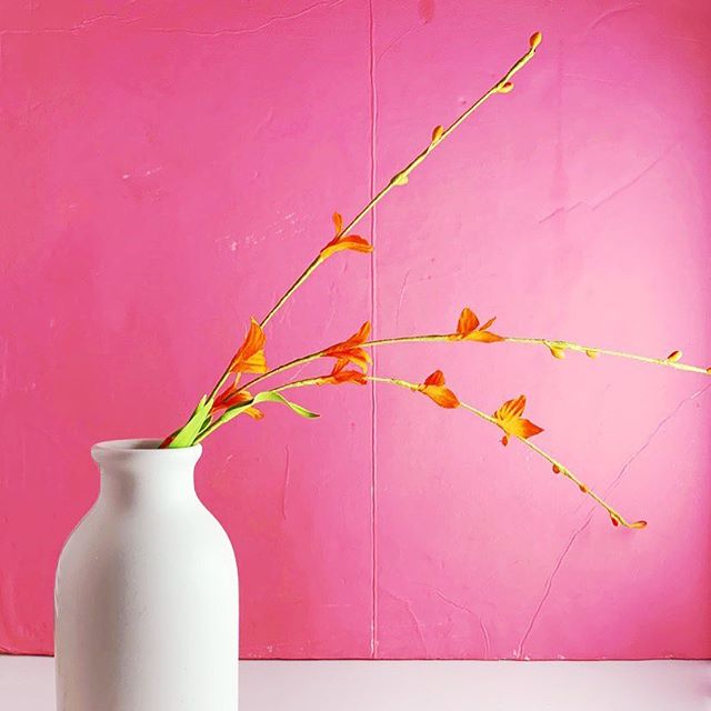 It&rsquo;s a bright sunny day ya&rsquo;ll!! #acolorstory #pink #almostspring #minimalism #stilllife #abmlifeiscolorful #simplethingsmadebeautiful