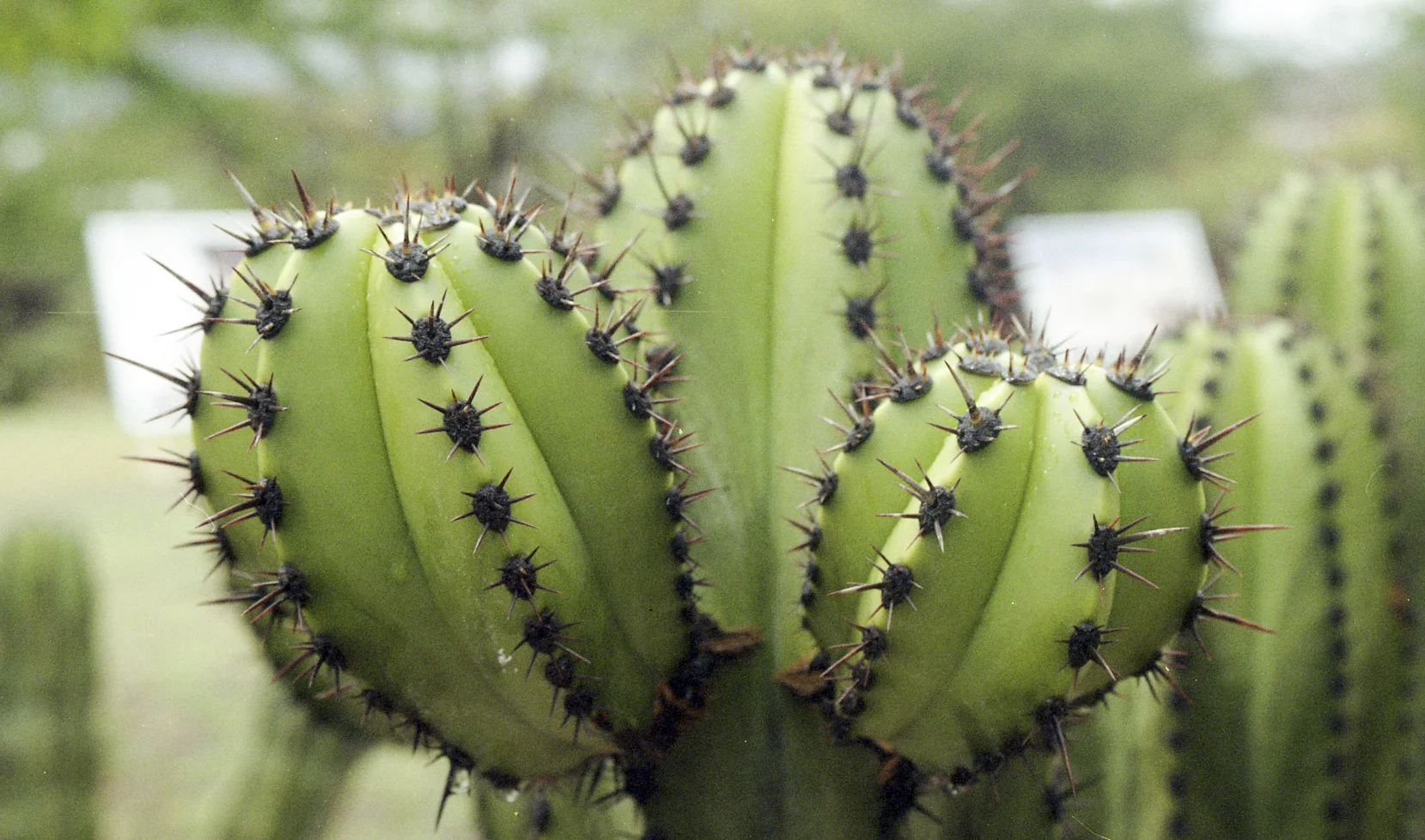 IMG009.jpg