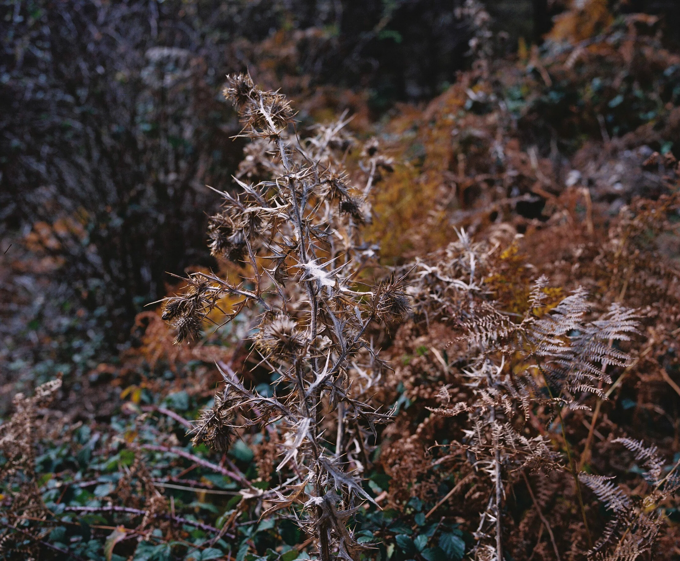 Una balanza y un libro de magia