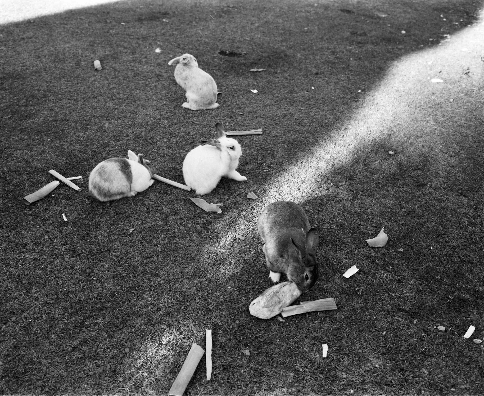 Cactus, conejos y otros recuerdos