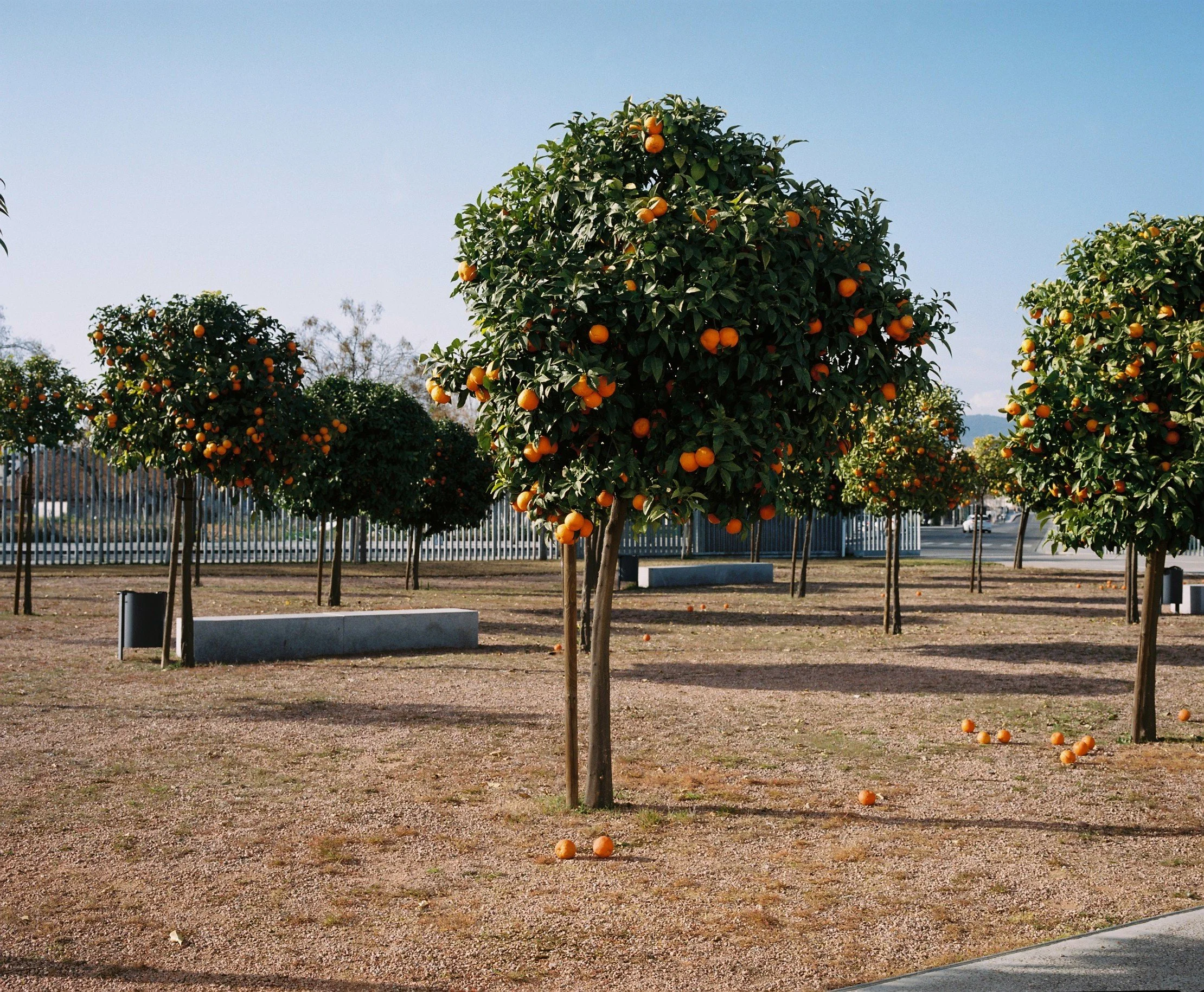 Todos los comienzos de año