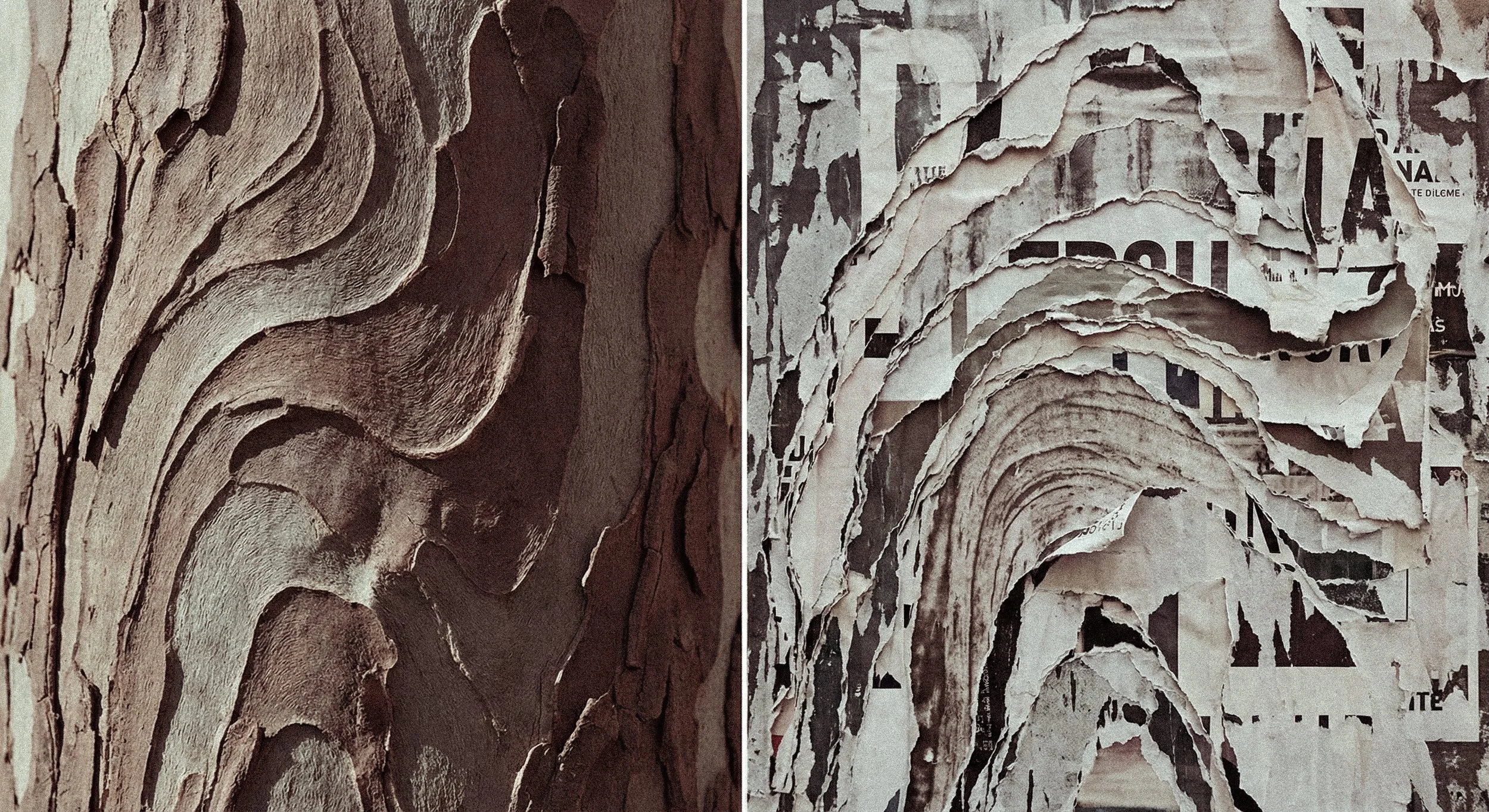 árbol y carteles.jpg