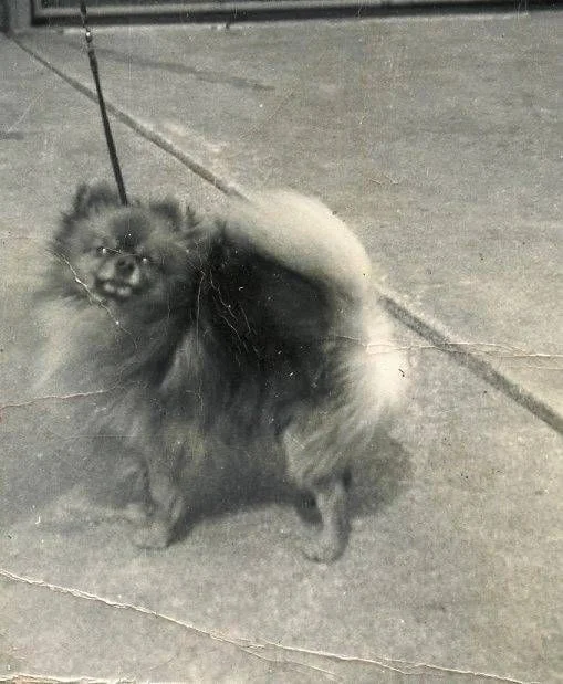A pomeranian. (Not Tiz.)