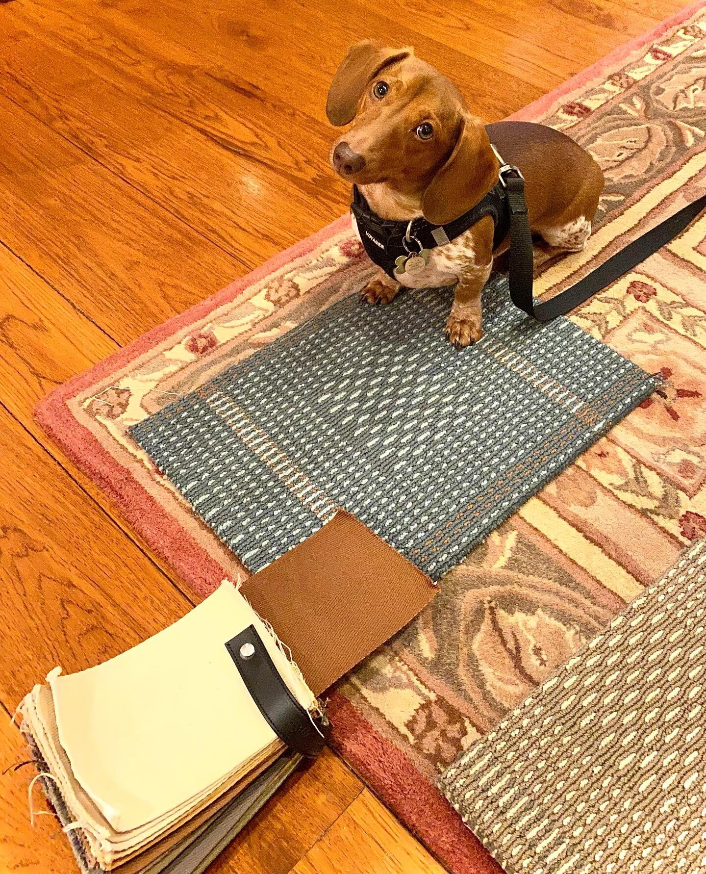 Did someone say &ldquo;New Area Rug with Contrast Binding&rdquo;?!

No, we actually said &ldquo;Puppacino&rdquo;&hellip;but either way Dallas is paws on the new look for his house! See you in a few weeks buddy with your new rugs!

I love In Home Cons