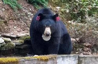 bear2-2014_edited-1.jpg