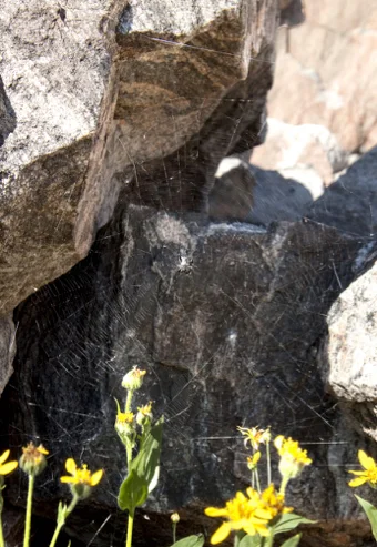 Spider and spider web doing their job in a windy treeless valley of Wind River, elevation 10,000 ft.
