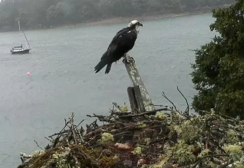 Mother osprey