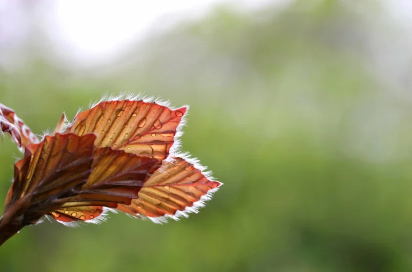 Leaf up close.jpg