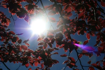 Copper Beech leaves.jpg