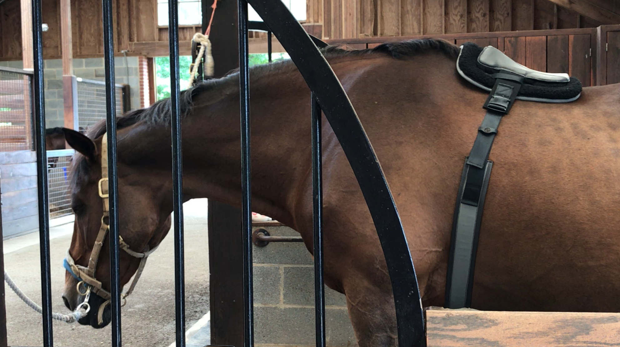 Thera-tree® by Tad Coffin Performance Saddles