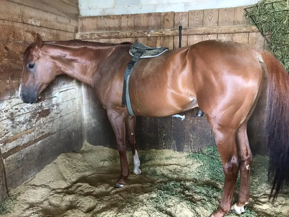 Under Pressure in stall.jpg
