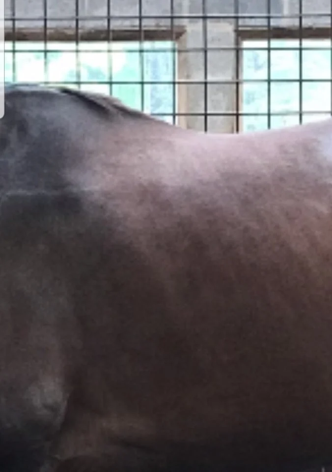 Bella's better back.jpg